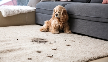 How To Keep Your House Clean With A Dirty Dog