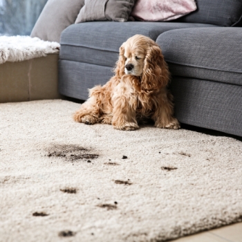 How To Keep Your House Clean With A Dirty Dog