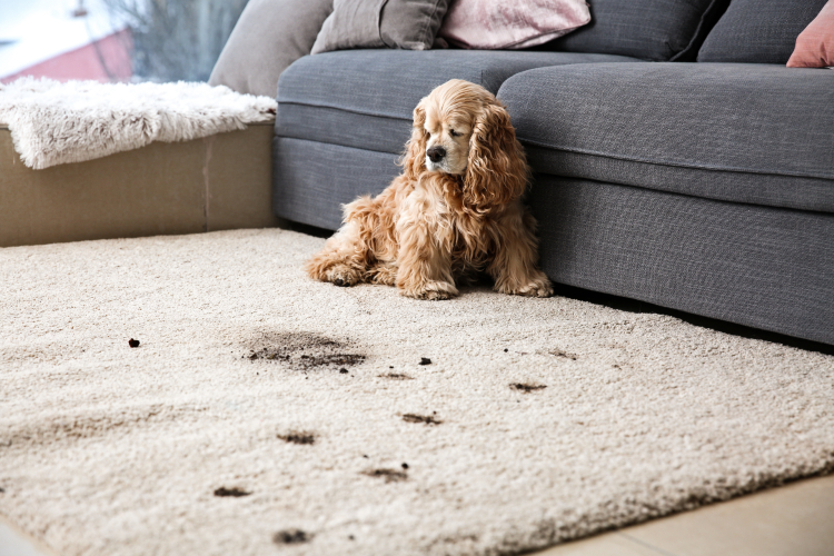 Dirty dog floor outlet mat